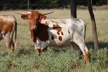 Suzy True Heifer