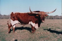 TEXSEN