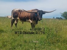 MTR CHISHOLM 21/76