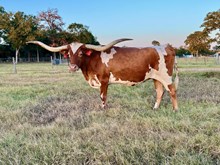 ECR True To Tradition x HL Higher Ground