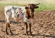 TS Lone Star Justice