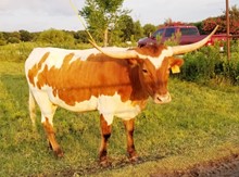 LMR TUFF TEXANA
