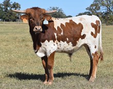 RJF TUFF AS STONE 441