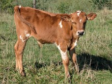 COCHISE X REX TWIN BULL 1