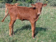 COCHISE X REX TWIN BULL 2