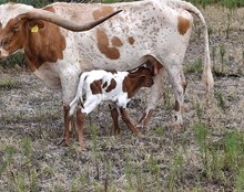 Silent Pick x WT Kid Rock Tag Green 81