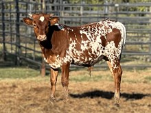 JJ Tanner's Franci bull calf