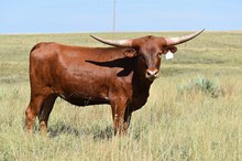TCR TEX-9