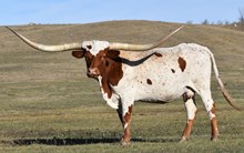 TEXANA CHIT CHAT