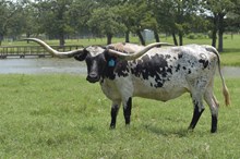 RJF Texana Tango
