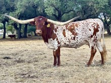 RJF Texas Queen