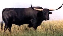 THE SHADOW Semen