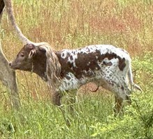 Thrillseeker x Aces Heifer