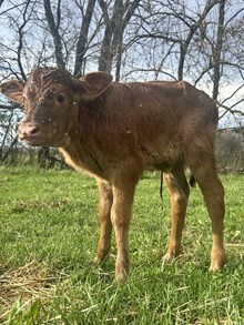 Thrillseeker x Monika Heifer