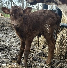 Thrillseeker x Sunrise Heifer