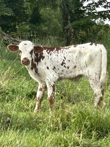 Thrillseeker x Tempting Bull