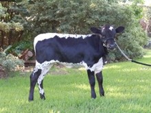 VNR Tinker Belle