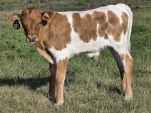 BG Tiny Tango