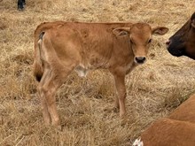 2026 Top Chart heifer