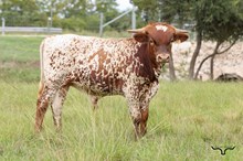 RD Remington
