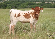 BR Cracker Jack X True Gimlet