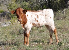 KDK TSAVO