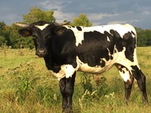 Cowboy Tuff Chex x Mi Tierra I66