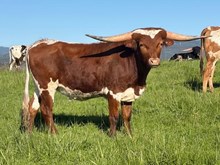 Tuff Reba FL