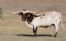 6CR TUFF ROSEBUD