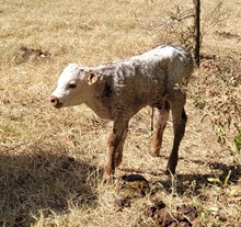 Tullibee Cowgirl 2026 Bull Calf