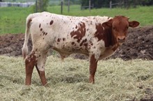 MC Rocket Man x HBR Sheeza Safari bull