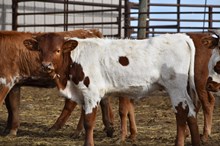 HL Tuff's Daystar x Undertaker 626