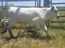 PS Tiara Beauty x Kaboom SRC
