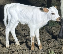 LCL Vanilla Ice