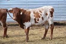 SL COWBOY'S VIDA X COWBOY TUFF CHEX  TAG 613