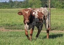 Steer calf 2024 Justify x Handful BCB