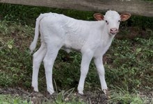 2026 Heifer (Ethans Pride)