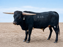 3P BLACK VOODOO