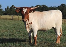 Heifer calf 2024 Justify x Kitty Bandita