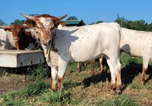 Heifer calf 2024 -Justify x Ruby