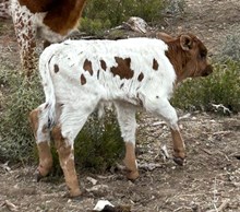 Starlet (Steer)
