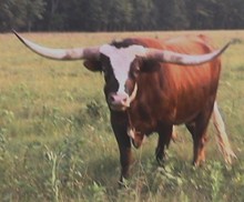 Weslee 207