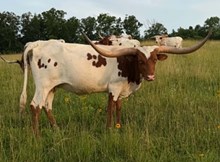 WF Rita Rodeo