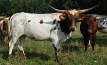 DEMO X WONDERGIRL HEIFER
