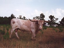 WELFARE RG921