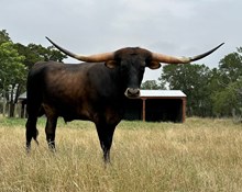 TAMMY'S STEER