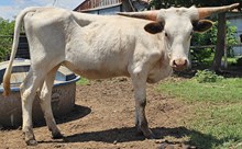 White Satin Cowgirl CPL
