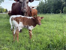 65 Blue Denim x WS Wildfire heifer
