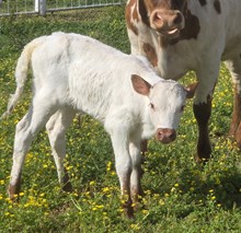 26 Windz x Jack Heifer