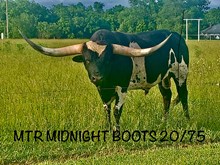 MTR MIDNIGHT BOOTS 20/75